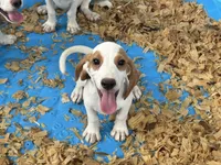 Charlie , a male Beagle for sale in Venus, FL – 1 of 7