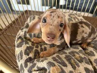 Cookie, a female Miniature Dachshund for sale in Venus, FL – 3 of 10