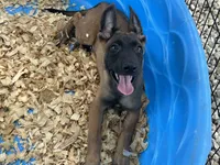 Ronnie, a male Belgian Malinois for sale in Venus, FL – 6 of 10