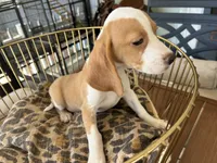 Linus, a male Beagle for sale in Venus, FL – 9 of 10