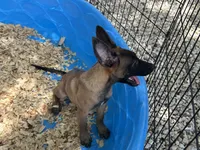 Ronnie, a male Belgian Malinois for sale in Venus, FL – 8 of 10
