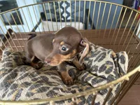 Tiny, a female Miniature Dachshund for sale in Venus, FL – 4 of 9