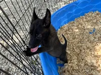 Athena, a female Belgian Malinois for sale in Venus, FL – 5 of 9