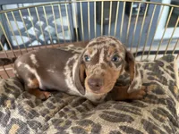Snickers , a male Miniature Dachshund for sale in Venus, FL – 10 of 10