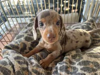 Hershey , a female Miniature Dachshund for sale in Venus, FL – 2 of 10