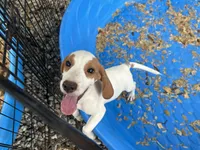 Charlie , a male Beagle for sale in Venus, FL – 4 of 7