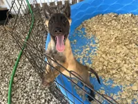Sasha, a female Belgian Malinois for sale in Venus, FL – 3 of 7