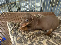 Calvin, a male Miniature Dachshund for sale in Venus, FL – 4 of 9