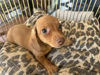 Ariel, a female Miniature Dachshund for sale in Venus, FL – 10 of 10