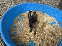 Princess, a female Belgian Malinois for sale in Venus, FL – 4 of 8