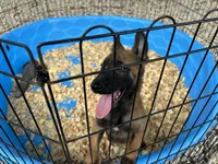 Mickey , a male Belgian Malinois for sale in Venus, FL – 4 of 10