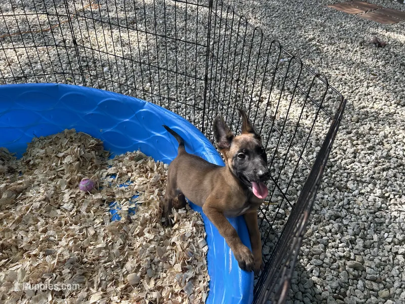 Ronnie – Belgian Malinois puppy for sale in Venus, FL