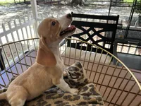 Marcie, a female Beagle for sale in Venus, FL – 5 of 8