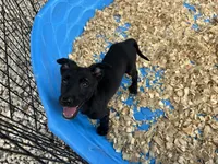 Xena, a female Belgian Malinois for sale in Venus, FL – 3 of 5