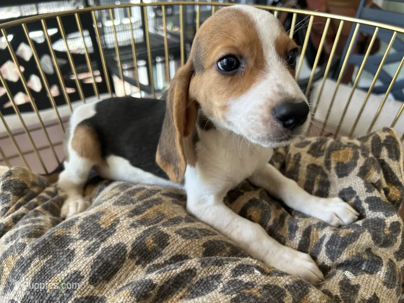Snoopy – Beagle puppy for sale in Venus, FL