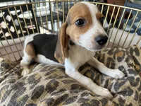 Snoopy, a male Beagle for sale in Venus, FL – 1 of 9