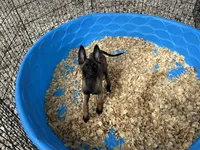 Princess, a female Belgian Malinois for sale in Venus, FL – 7 of 8