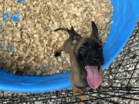 Mickey , a male Belgian Malinois for sale in Venus, FL – 3 of 10