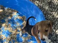 Snoopy, a male Beagle for sale in Venus, FL – 9 of 9
