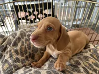 Freddy, a male Miniature Dachshund for sale in Venus, FL – 7 of 10
