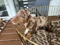 Baby, a female Miniature Dachshund for sale in Venus, FL – 2 of 9