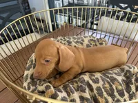 Buzz, a male Miniature Dachshund for sale in Venus, FL – 3 of 8