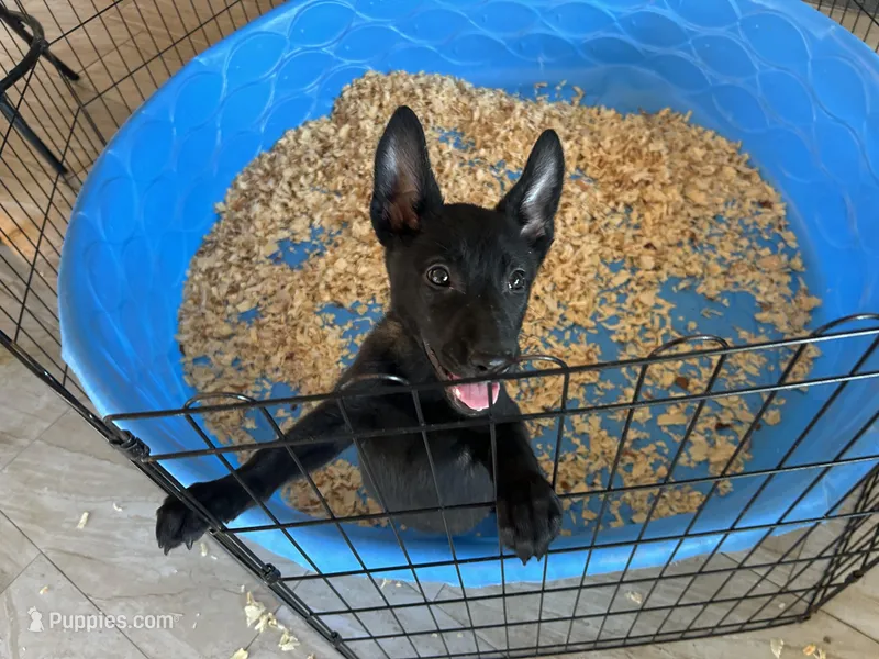 Ariat  – Belgian Malinois puppy for sale in Venus, FL