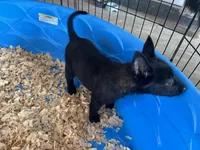 Ariat , a female Belgian Malinois for sale in Venus, FL – Photo 5 of 7