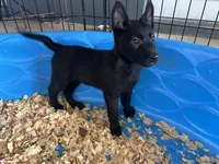 Ariat , a female Belgian Malinois for sale in Venus, FL – Photo 1 of 7