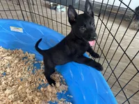 Ariat , a female Belgian Malinois for sale in Venus, FL – Photo 7 of 7