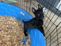 Ariat , a female Belgian Malinois for sale in Venus, FL – Photo 4 of 7