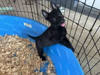 Ariat , a female Belgian Malinois for sale in Venus, FL – Photo 3 of 7