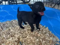 Ariat , a female Belgian Malinois for sale in Venus, FL – Photo 6 of 7