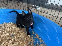 Ariat , a female Belgian Malinois for sale in Venus, FL – Photo 2 of 7