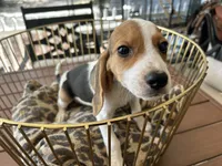 Snoopy, a male Beagle for sale in Venus, FL – 9 of 9