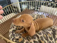 Buzz, a male Miniature Dachshund for sale in Venus, FL – 2 of 8