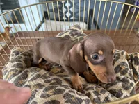 Tiny, a female Miniature Dachshund for sale in Venus, FL – 7 of 9