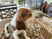 Lucy, a female Beagle for sale in Venus, FL – 5 of 10