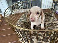 Missy, a female Miniature Dachshund for sale in Venus, FL – 8 of 9