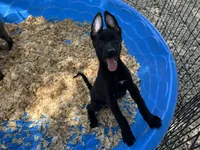 Onyx, a male Belgian Malinois for sale in Venus, FL – 3 of 10