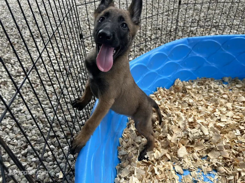Mickey  – Belgian Malinois puppy for sale in Venus, FL