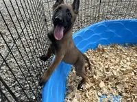 Mickey , a male Belgian Malinois for sale in Venus, FL – 1 of 10