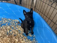 Eva, a female Belgian Malinois for sale in Venus, FL – Photo 7 of 7