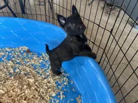 Eva, a female Belgian Malinois for sale in Venus, FL – Photo 6 of 7