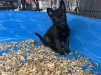 Eva, a female Belgian Malinois for sale in Venus, FL – Photo 3 of 7