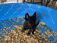 Eva, a female Belgian Malinois for sale in Venus, FL – Photo 2 of 7