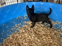 Eva, a female Belgian Malinois for sale in Venus, FL – Photo 4 of 7