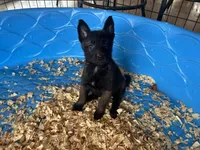 Eva, a female Belgian Malinois for sale in Venus, FL – Photo 1 of 7