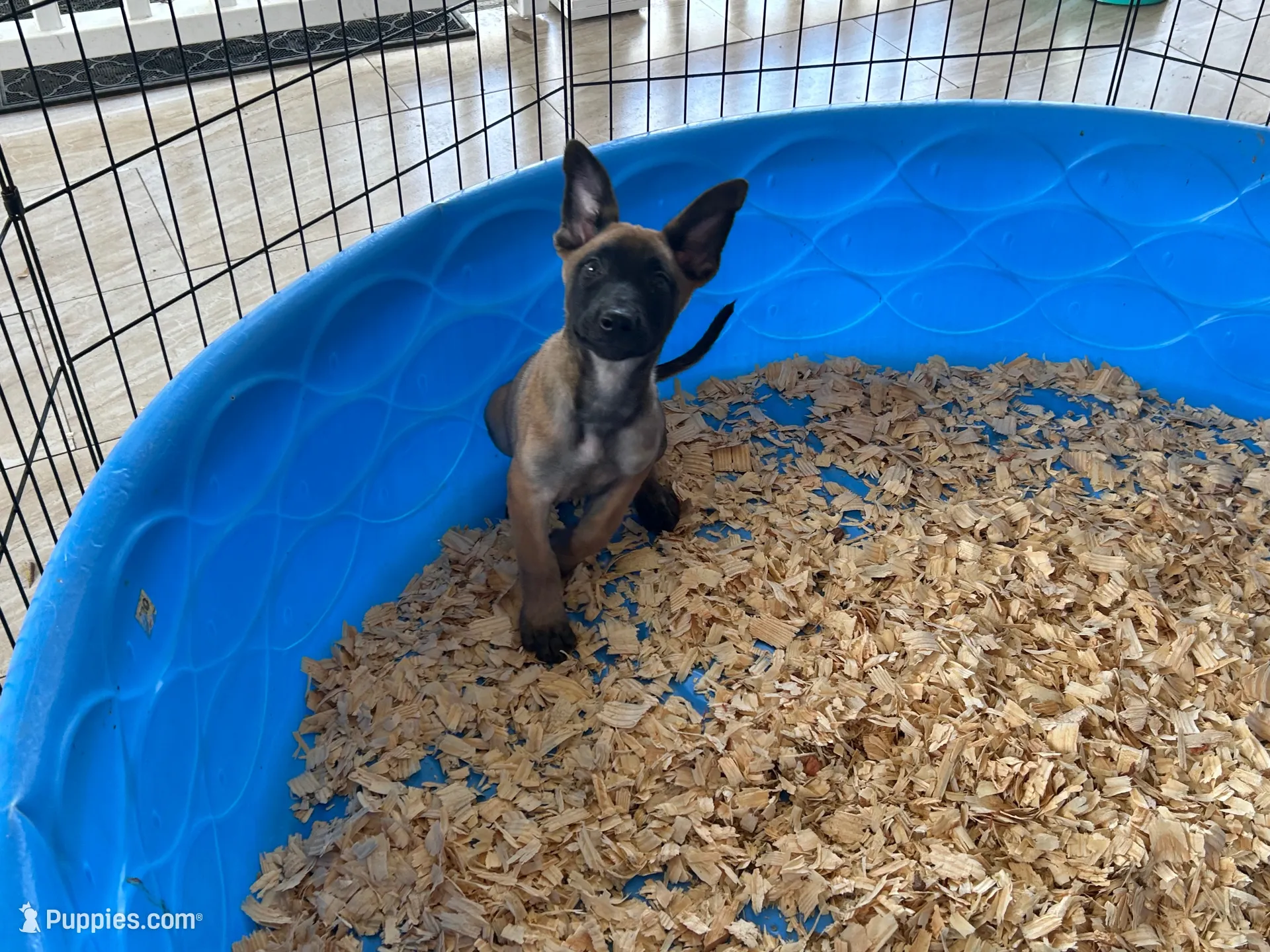 Rocky, a male Belgian Malinois for sale in Venus, FL – 1 of 7