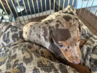 Hershey , a female Miniature Dachshund for sale in Venus, FL – 3 of 10